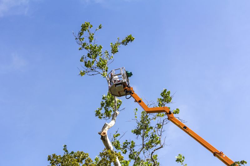 Juniper Tree Trimming