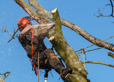 Juniper Tree Trimming