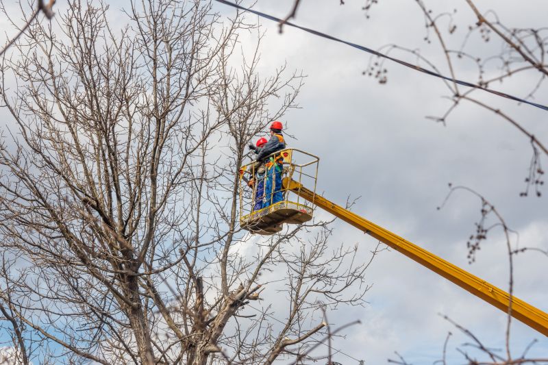 Juniper Tree Trimming