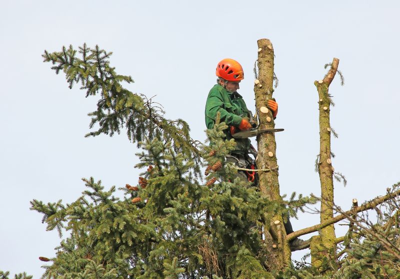 Juniper Tree Trimming