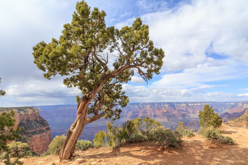 Juniper Tree Trimming