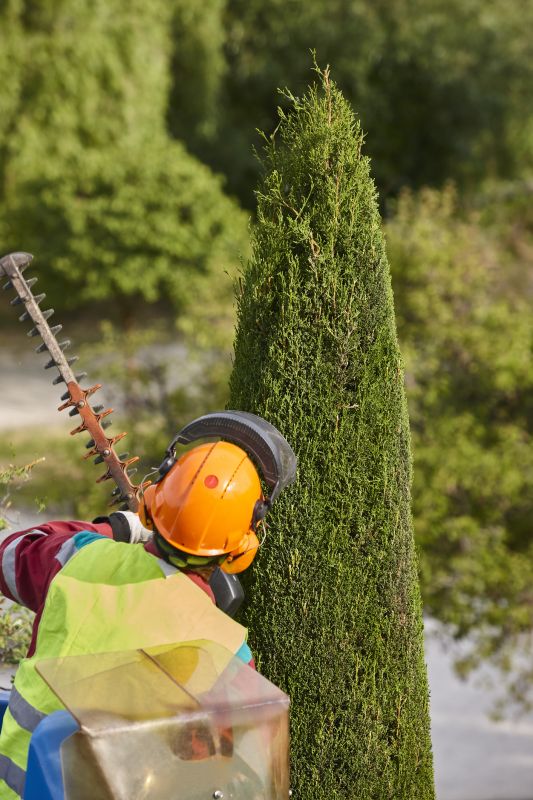 Juniper Tree Trimming