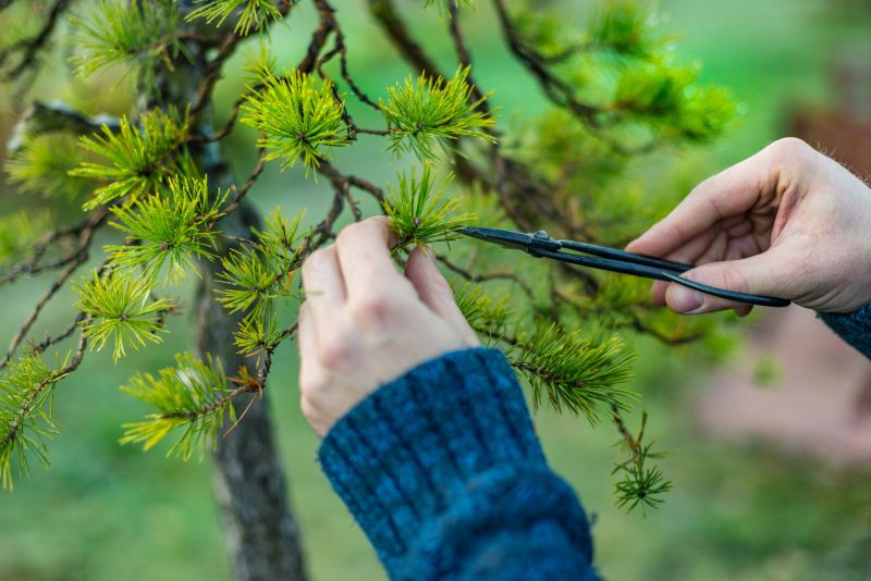 Juniper Tree Trimming