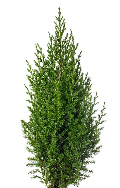 Juniper Tree Trimming