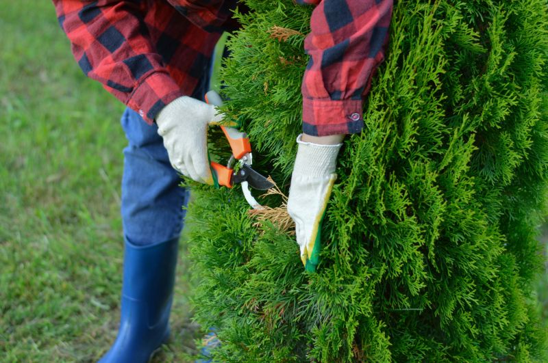 Juniper Tree Trimming