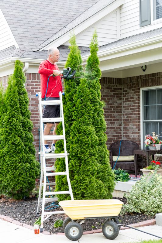 Juniper Tree Trimming