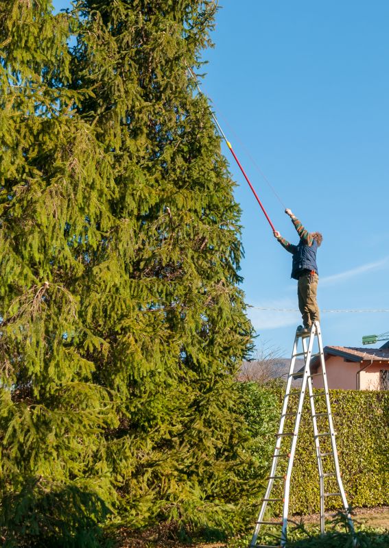 Juniper Tree Trimming