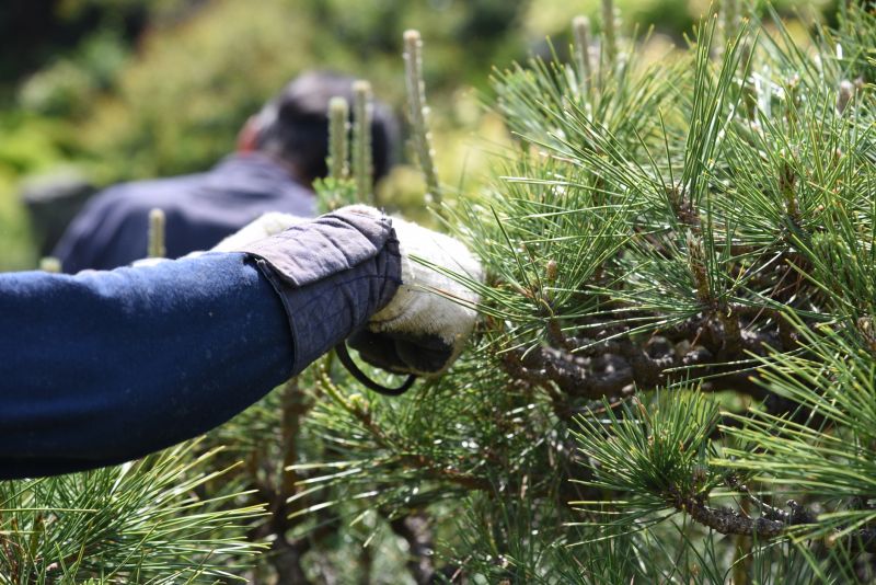 Juniper Tree Trimming