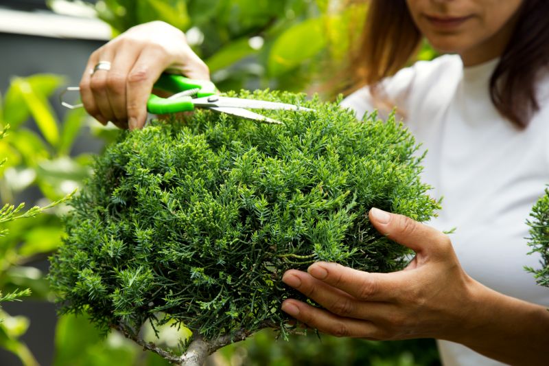 Juniper Tree Trimming