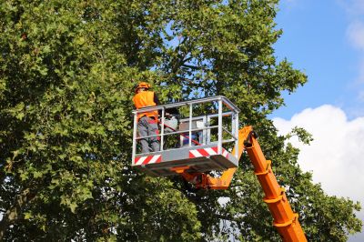 Tree Maintenance Professionals