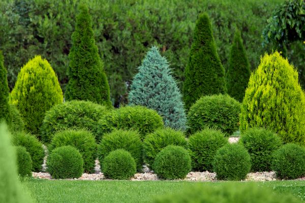 Bush Shaping Service - Bush Shaping Service Pensacola, Florida